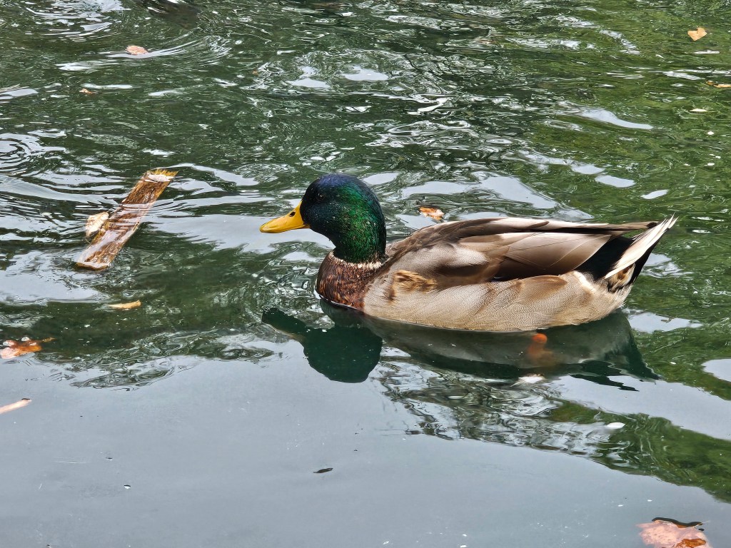 Duck swimming in Arrington Lagoon