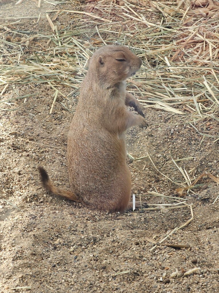 An alert prairie dog